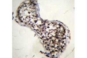 Immunohistochemistry analysis in human testis tissue (Formalin-fixed, Paraffin-embedded) using Squalene epoxidase / SQLE Antibody (N-term), followed by peroxidase conjugation of the secondary antibody and DAB staining. (SQLE Antikörper  (N-Term))