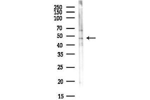 anti-G Protein-Coupled Receptor 83 (GPR83) (N-Term) antibody
