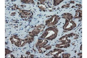 Image no. 1 for anti-SKI-Like Oncogene (SKIL) (AA 307-684) antibody (ABIN1491380) (SKIL Antikörper  (AA 307-684))