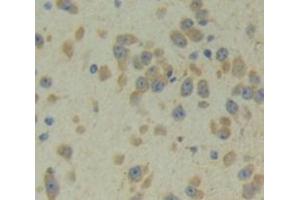 IHC-P analysis of Mouse Tissue, with DAB staining. (PCDHb2 Antikörper  (AA 79-253))