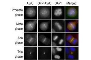 Immunofluorescence (IF) image for anti-Aurora Kinase C (AURKC) (AA 3-38) antibody (ABIN3030078)