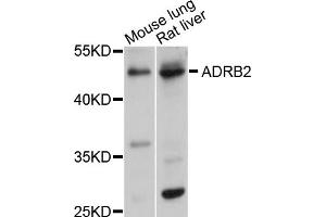 Western blot analysis of extracts of various cell lines, using ADRB2 antibody (ABIN1870845) at 1:1000 dilution. (beta 2 Adrenergic Receptor Antikörper)