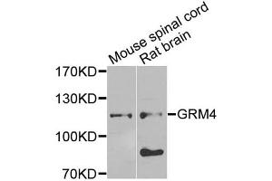 Western blot analysis of extracts of various cell lines, using GRM4 antibody (ABIN5974386) at 1/1000 dilution. (Metabotropic Glutamate Receptor 4 Antikörper)