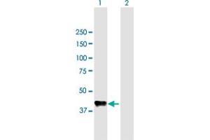 Western Blot analysis of CPB1 expression in transfected 293T cell line by CPB1 MaxPab polyclonal antibody.