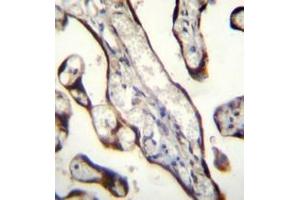Immunohistochemistry analysis in formalin fixed and paraffin embedded human placenta tissue reacted with GDF15 Antibody (N-term) followed by peroxidase conjugation of the secondary antibody and DAB staining. (GDF15 Antikörper  (N-Term))