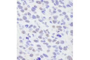 Immunohistochemistry (IHC) image for anti-Protein BANP (BANP) (C-Term) antibody (ABIN7448798) (BANP Antikörper  (C-Term))