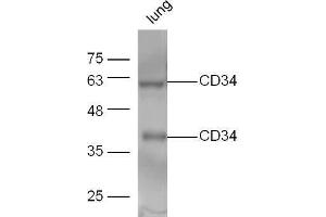 Western Blotting (WB) image for anti-CD34 (CD34) (AA 301-385) antibody (ABIN671361)