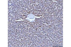 anti-Cathepsin B (CTSB) (AA 42-339) antibody