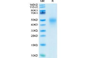 Human CD27 on Tris-Bis PAGE under reduced condition. (CD27 Protein (AA 21-192) (His tag))