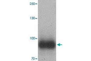 Western blot analysis of IL17RE in human ovary tissue with IL17RE polyclonal antibody  at 1 ug/mL. (IL17RE Antikörper  (Internal Region))
