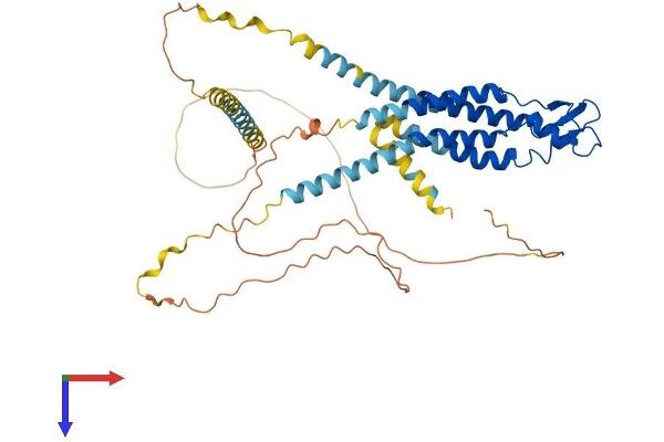 GJC2 Protein (AA 1-440) (His tag)