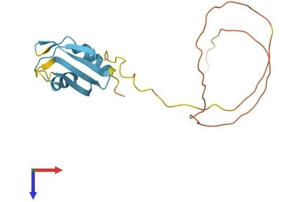 CIRBP Protein (AA 1-172) (His tag)