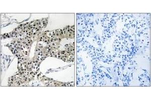 Immunohistochemistry (IHC) image for anti-Arylsulfatase K (ARSK) (AA 481-530) antibody (ABIN2890135) (Arylsulfatase K Antikörper  (AA 481-530))