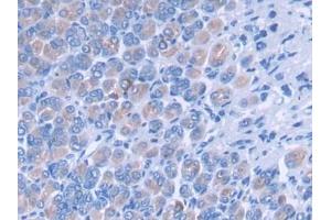 DAB staining on IHC-P; Samples: Mouse Stomach Tissue (PLEKHA1 Antikörper  (AA 105-351))