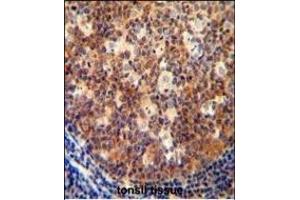 IL12B antibody (C-term) (ABIN654420 and ABIN2844155) immunohistochemistry analysis in formalin fixed and paraffin embedded human tonsil tissue followed by peroxidase conjugation of the secondary antibody and DAB staining. (IL12B Antikörper  (C-Term))