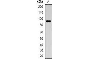 Western blot analysis of NRAGE expression in A549 (A) whole cell lysates. (MAGED1 Antikörper)