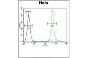 Flow Cytometric analysis of Hela cells (Right Histogram) using ASXL1 antibody (Center) Cat. (ASXL1 Antikörper  (AA 521-549))