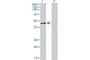 ZNF24 antibody  (AA 1-368)