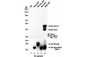 HEK293 lysate overexpressing full-length Human GEM (HA tagged), mock-transfected HEK293 (EV) and HEK293 transiently expressing GEM-related genes (Rem, Rem2L and Rad) probed with ABIN5539528 (1ug/ml). (GEM Antikörper  (AA 34-46))
