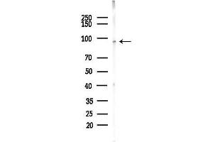 anti-Mediator Complex Subunit 16 (MED16) (Internal Region) antibody