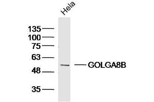 Hela lysates probed with GOLGA8B Polyclonal Antibody, Unconjugated  at 1:300 dilution and 4˚C overnight incubation.