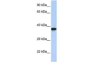 Western Blotting (WB) image for anti-DMRT-Like Family C2 (DMRTC2) antibody (ABIN2458206)