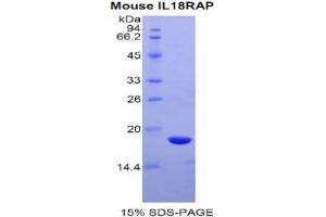 SDS-PAGE analysis of Mouse IL18RAP Protein. (IL18RAP Protein)