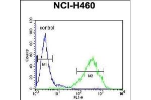 RAB3IL1 Antibody (C-term) (ABIN654988 and ABIN2844626) flow cytometric analysis of NCI- cells (right histogram) compared to a negative control cell (left histogram). (RAB3IL1 Antikörper  (C-Term))