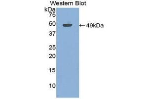 Western Blotting (WB) image for anti-Myoglobin (MB) (AA 1-154) antibody (ABIN1078379) (Myoglobin Antikörper  (AA 1-154))