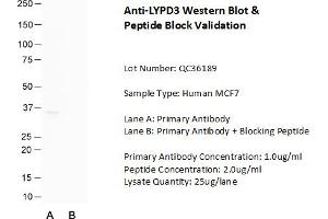 Host: Rabbit Target Name: LYPD3 Sample Type: Human MCF7  Lane A: Primary Antibody  Lane B: Primary Antibody + Blocking Peptide  Primary Antibody Concentration: 1. (LYPD3 Antikörper  (C-Term))