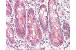 Anti-STAP2 antibody IHC of human small intestine. (STAP2 Antikörper  (AA 437-449))