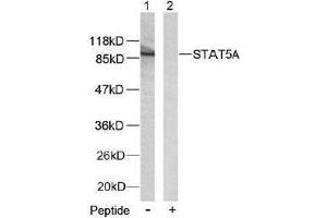 Image no. 2 for anti-Signal Transducer and Activator of Transcription 5A (STAT5A) (Ser780) antibody (ABIN197182)
