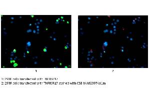 Immunofluorescence staining of 293F cells transfected with TNFRSF17 with ABIN7172256 at 1:100, counter-stained with DAPI. (BCMA Antikörper  (AA 1-54))