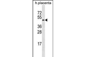 GAL3ST4 Antibody (Center) (ABIN656917 and ABIN2846112) western blot analysis in human placenta tissue lysates (35 μg/lane).