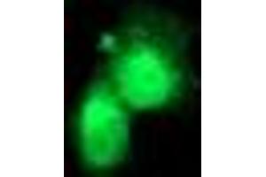 Anti-FGF21 mouse monoclonal antibody (ABIN2454615) immunofluorescent staining of COS7 cells transiently transfected by pCMV6-ENTRY FGF21 (RC204538). (FGF21 Antikörper  (AA 29-209))