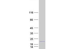 Validation with Western Blot (C10ORF111 Protein (Myc-DYKDDDDK Tag))