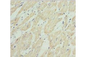 Immunohistochemistry of paraffin-embedded human heart tissue using ABIN7155989 at dilution of 1:100 (HADH Antikörper  (AA 1-314))
