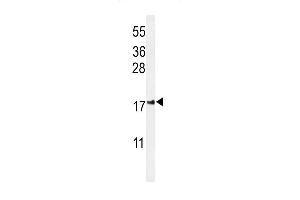 IMMP2L antibody  (AA 81-109)