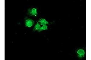 Immunofluorescence (IF) image for anti-Neuroplastin (NPTN) antibody (ABIN1499813) (NPTN Antikörper)