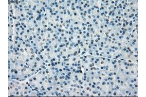 Immunohistochemical staining of paraffin-embedded pancreas tissue using anti-PPP5Cmouse monoclonal antibody.