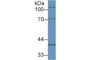 Western Blot; Sample:Mouse Ovary lysate; Primary Ab: 2µg/ml Rabbit Anti-Mouse CUZD1 Antibody Second Ab: 0.