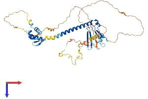 E2F1 Protein (AA 1-437) (His tag)