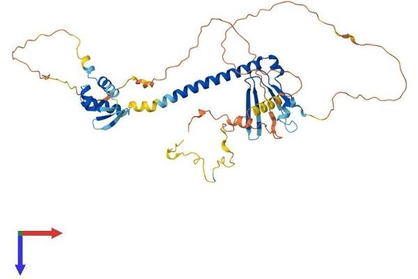 E2F1 Protein (AA 1-437) (His tag)