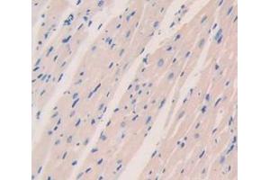 IHC-P analysis of Mouse Tissue, with DAB staining. (PDK1 Antikörper  (AA 172-399))