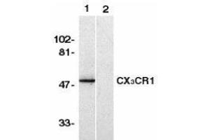 Western Blotting (WB) image for anti-Chemokine (C-X3-C Motif) Receptor 1 (CX3CR1) (AA 2-21), (N-Term) antibody (ABIN2473128) (CX3CR1 Antikörper  (N-Term))
