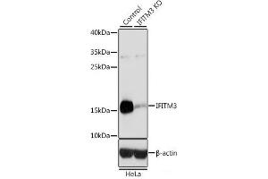 Western blot analysis of extracts from normal (control) and IFITM3 knockout (KO) HeLa cells using IFITM3 Polyclonal Antibody at dilution of 1:3000. (IFITM3 Antikörper)