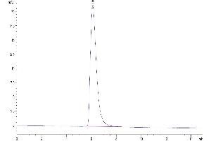 The purity of Human B7-H4 is greater than 95 % as determined by SEC-HPLC. (VTCN1 Protein (AA 29-258) (Fc Tag))