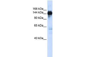 WB Suggested Anti-PFAS  Antibody Titration: 0. (PFAS Antikörper  (N-Term))