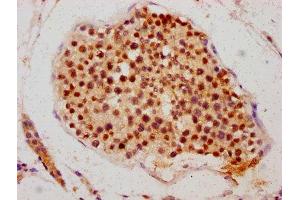 IHC image of ABIN7145109 diluted at 1:700 and staining in paraffin-embedded human testis tissue performed on a Leica BondTM system. (ATG16L2 Antikörper  (AA 262-348))