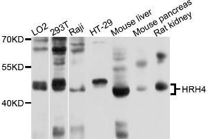 Western blot analysis of extracts of various cell lines, using HRH4 antibody (ABIN4903963) at 1:1000 dilution. (HRH4 Antikörper)